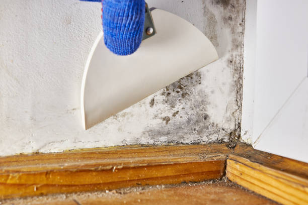 Dehumidification Services in Upper Montclair, NJ